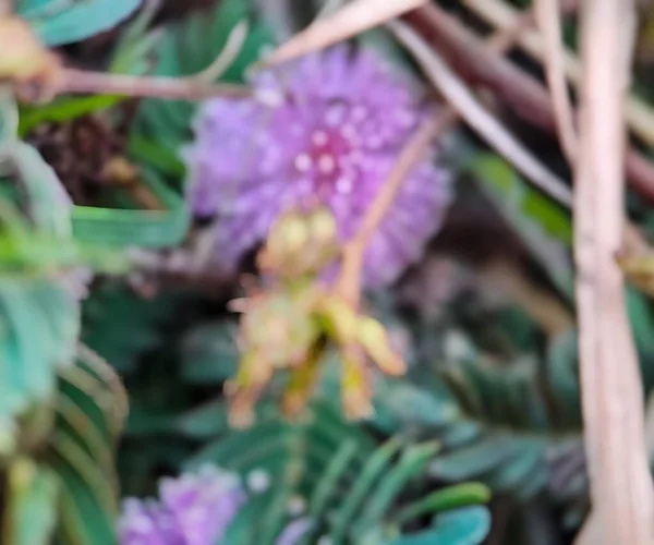 Pozadí Rozostřeno Mimosa Strigillosa Členem Původní Trvalého Hrášku Rodiny Fabaceae — Stock fotografie