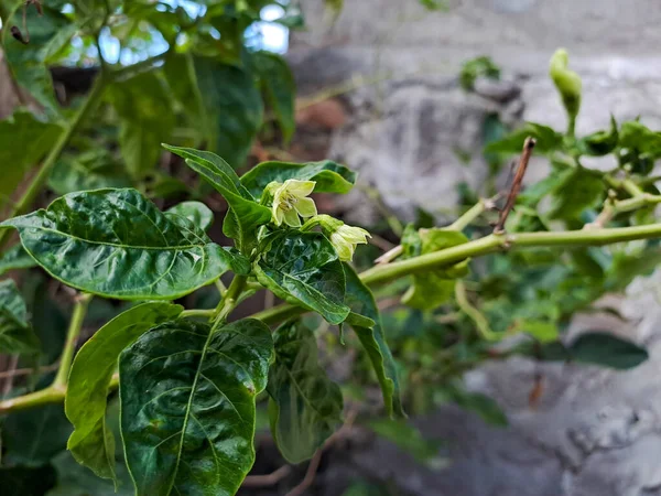 Cayennepfefferblätter Durch Schädlingsbefall Beschädigt Bauern Erleben Verluste Bei Der Chiliernte — Stockfoto