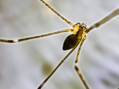 Babamın uzun bacaklı örümceği (Pholcus fhalangioides) ya da uzun gövdeli ahır örümceği, Surrey, İngiltere 'de yaygın olarak görülür ama dünya çapında yaygındır.