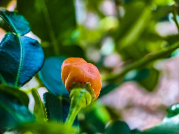 Organik Bahçe Çiftliğinde Biraz Kırmızı Arnavut Biberi Yiyecek Bitki Olan — Stok fotoğraf