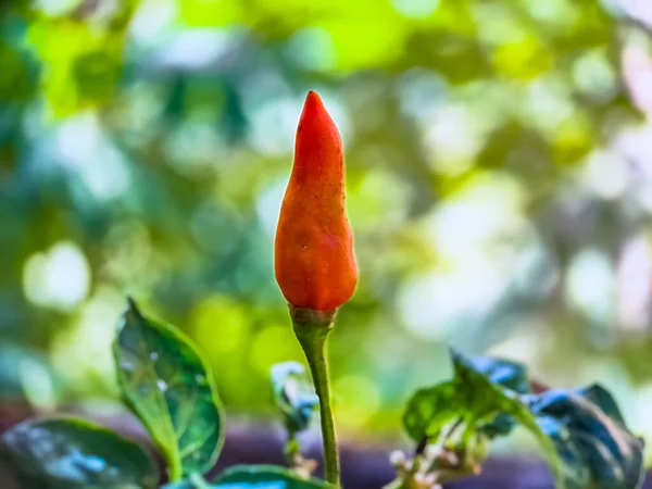 Malý Červený Kajenský Pepř Ekologické Zahradní Farmě Rostliny Které Jsou — Stock fotografie