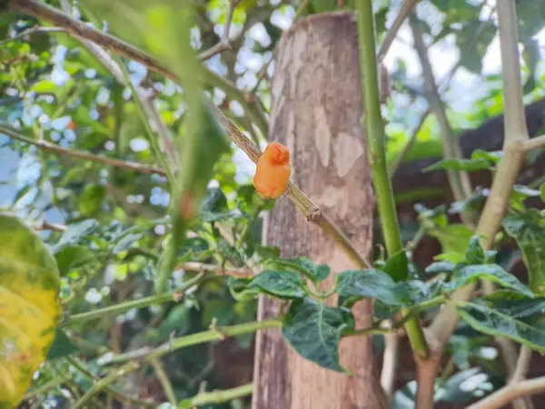 Pequeño Pimiento Rojo Cayena Granja Jardín Orgánico Plantas Que Son —  Fotos de Stock