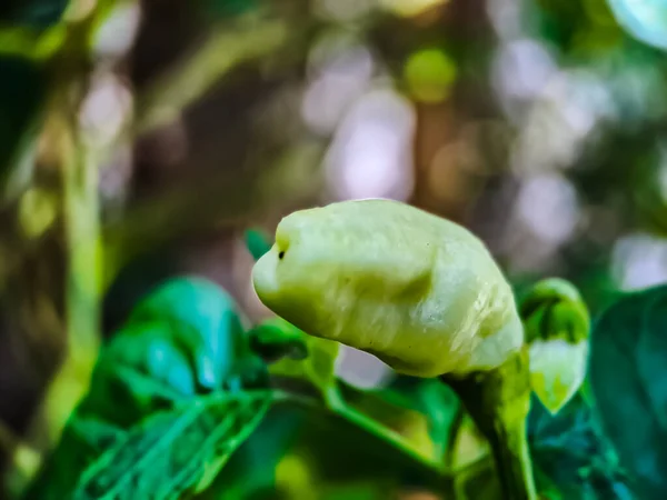 Lite Röd Cayennepeppar Ekologisk Trädgårdsgård Växter Som Mat Och Växter — Stockfoto