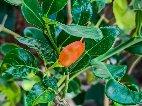Czerwony Pieprz Cayenne Farmie Ekologicznej Rośliny Które Pokarmem Roślinami Przyprawy — Zdjęcie stockowe