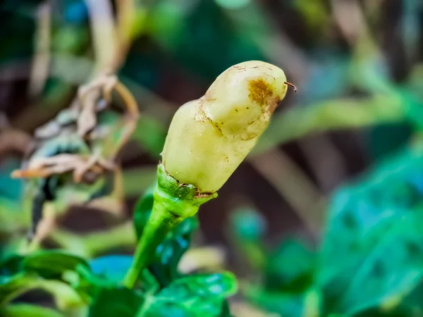 Wenig Roter Cayennepfeffer Auf Bio Gartenbauernhof Pflanzen Die Nahrung Und — Stockfoto
