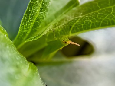 Çekirgeler, Caelifera 'nın alt sınırına ait bir grup böcektir. Öğleden sonra taze yeşil yapraklı bir makroya tünemişlerdir.