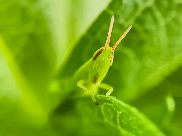 Grasshoppers Група Комах Підряду Caelifera Розміщених Макрофоні Свіжого Зеленого Листя — стокове фото