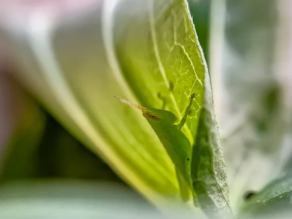 Grasshoppers Είναι Μια Ομάδα Εντόμων Που Ανήκουν Στην Suborder Caelifera — Φωτογραφία Αρχείου