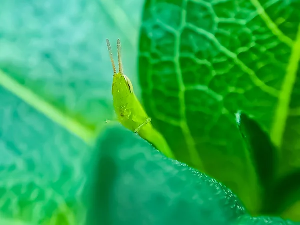 Gräshoppor Grupp Insekter Som Tillhör Underordningen Caelifera Uppe Ett Färskt — Stockfoto