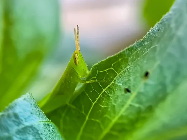 蚱蜢是一群昆虫 属于凯里弗拉亚目 下午栖息在一片鲜绿的叶子上 — 图库照片