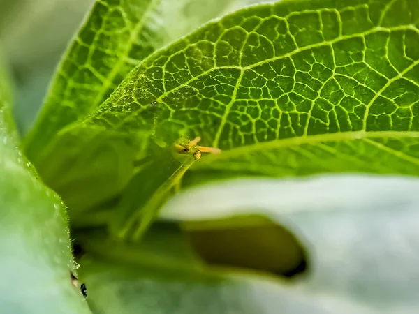 蚱蜢是一群昆虫 属于凯里弗拉亚目 下午栖息在一片鲜绿的叶子上 — 图库照片