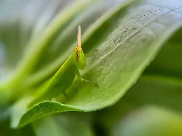 Kobylky Jsou Skupina Hmyzu Patřících Podřádu Caelifera Posazené Čerstvém Zeleném — Stock fotografie
