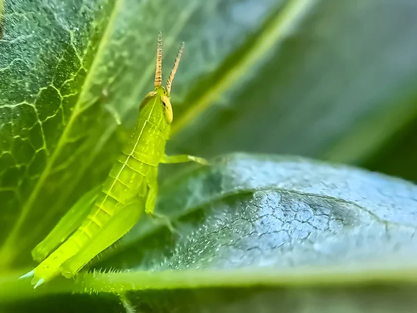 Kobylky Jsou Skupina Hmyzu Patřících Podřádu Caelifera Posazené Čerstvém Zeleném — Stock fotografie