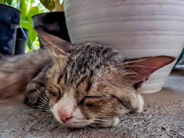 Ρουστίκ Γκρι Γάτα Κοιμάται Ειρηνικά Μπροστά Από Βεράντα Είναι Τόσο — Φωτογραφία Αρχείου