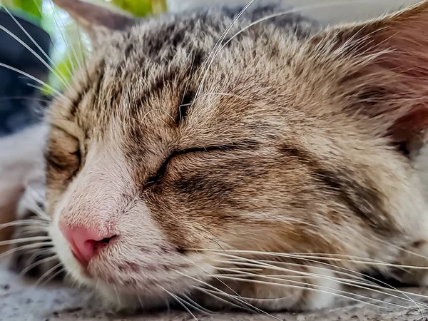 テラスの前で静かに寝ている素朴な灰色の猫はとても愛らしいです — ストック写真