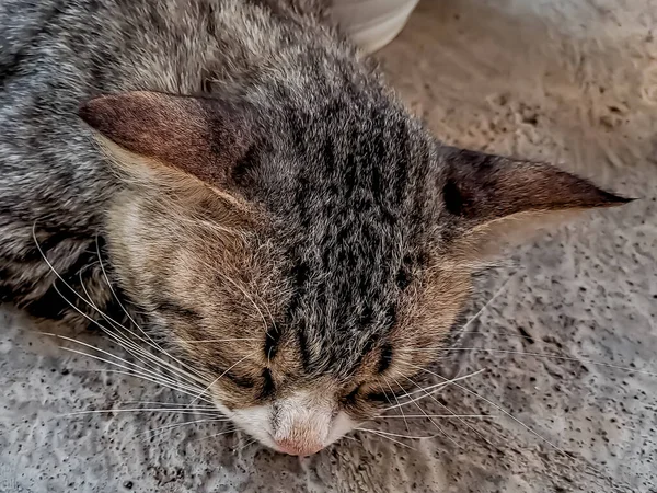Rusztikus Szürke Macska Békésen Alszik Terasz Előtt Annyira Imádnivaló — Stock Fotó