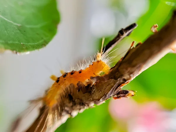 Sycamore Moth Caterpillar Perched Shady Tree Branch Perfect Wallpaper Background — Stock Photo, Image
