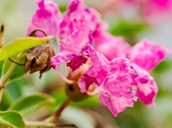 Pink Crepe Myrtle Crape Květiny Okvětní Lístky Tyčinky Velmi Krásné — Stock fotografie