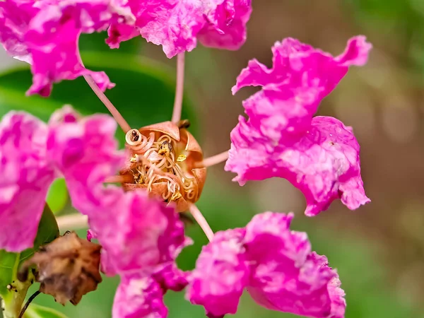 Pink Crepe Myrtle Crape Květiny Okvětní Lístky Tyčinky Velmi Krásné — Stock fotografie