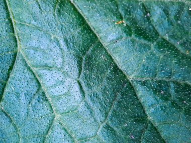 Çok estetik yeşil kavun taze yaprak dokusu, duvar kağıdı arkaplanı için uygun, poster broşürü tasarımı