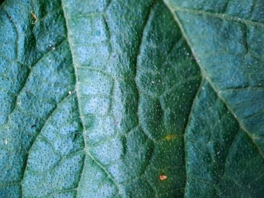 Çok estetik yeşil kavun taze yaprak dokusu, duvar kağıdı arkaplanı için uygun, poster broşürü tasarımı