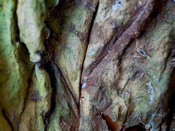 Çok Estetik Koyu Kahverengi Kavun Yaprağı Dokusu Duvar Kağıdı Arkaplanı — Stok fotoğraf