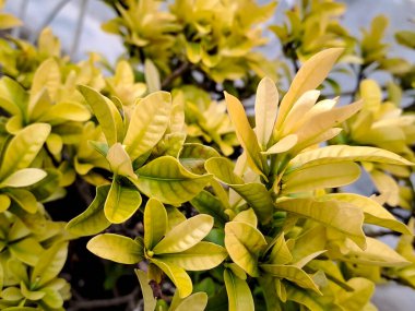 Yumuşak zirve Choisya gülü, baharda bahçede çalılık ağaçları, açık yeşil Meksika portakal çiçeği yaprakları, Rutaceae ailesinde çiçek açan bitki, sabah çekimleri için doğal desen.