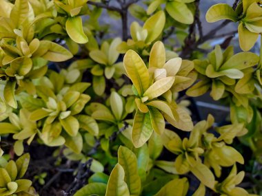 Yumuşak zirve Choisya gülü, baharda bahçede çalılık ağaçları, açık yeşil Meksika portakal çiçeği yaprakları, Rutaceae ailesinde çiçek açan bitki, sabah çekimleri için doğal desen.