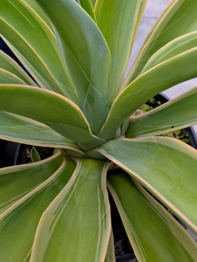 Agave americana, Maguey, Amerikan aloe, nöbetçi bitkisi, yüzyıl bitkisi, Asparagaceae familyasından bir bitki türüdür..