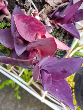 Tradescantia pallida Rose Commelinaceae ailesine aittir, yaygın adı Örümcek zambağı olan bu bitki Doğu Meksika kökenli coğrafi bir dağılıma sahiptir.