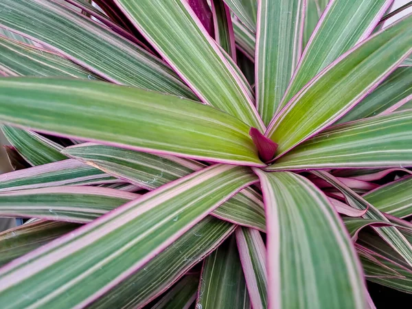 stock image Tradescantia spathacea has a fleshy rhizome and rosettes of waxy lance-shaped leaves. The leaves are dark to metallic green above, with a glossy purple underside