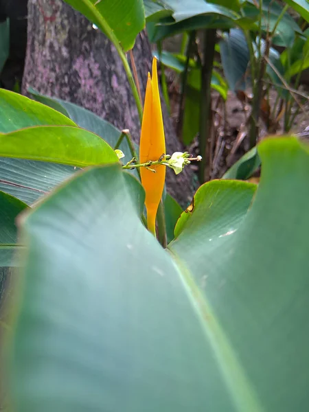 Heliconias Mest Tropiska Växterna Det Ett Måste Att Trädgården För — Stockfoto