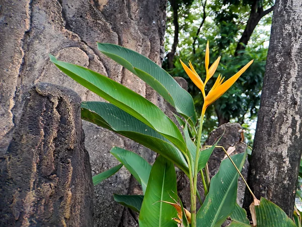 Helikonie Jsou Jednou Nejtropičtějších Rostlin Nutné Mít Zahradě Vytvořit Tropický — Stock fotografie