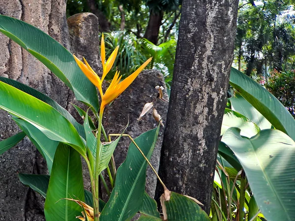 Helikony Jedną Najbardziej Tropikalnych Roślin Jest Konieczność Posiadania Ogrodzie Aby — Zdjęcie stockowe