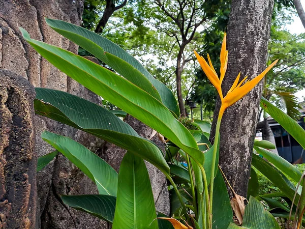 Helikony Jedną Najbardziej Tropikalnych Roślin Jest Konieczność Posiadania Ogrodzie Aby — Zdjęcie stockowe