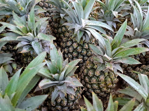A collection of fresh green pineapples in a mini market fruit basket