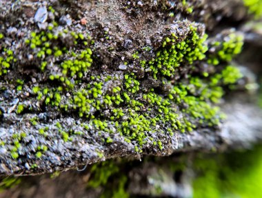 Leaved Gratiola ya da Water hyssop, Scrophulariaceae familyasına ait bir bitki türü. Bol yiyecek rezervleri olan sulu bir bitki. Glabrous ya da pürüzsüz, tüysüz, sürünen bir bitki.