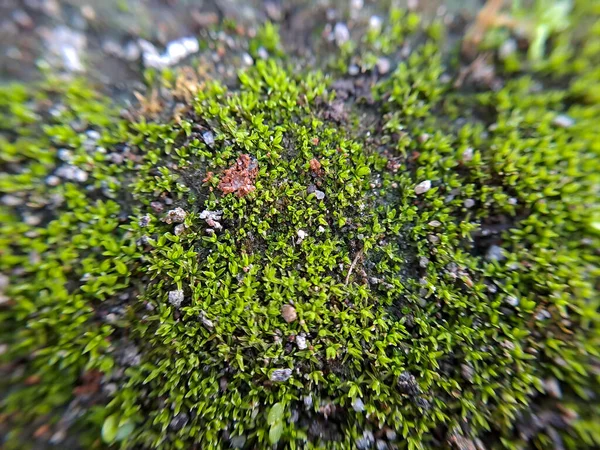 叶柄草 Leaved Gratiola或Water Hyssop 是一种属于科的植物 Scrophulaceae 它是一种肉质 有大量的食物储备 无毛或光滑无毛的爬行草本植物 — 图库照片