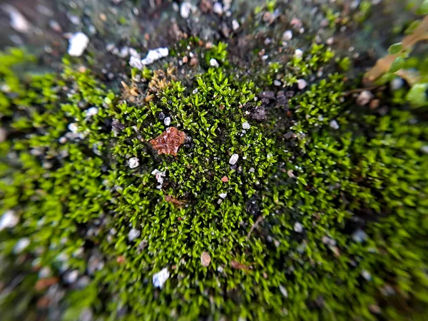Листья Gratiola Водяные Иссопы Являются Растением Принадлежащим Семейству Scrophulariaceae Сочная — стоковое фото