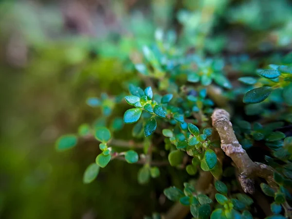 葉グラジオラ Leaved GratiolaまたはWater Hyssop アブラナ科の植物である それは多くの食物埋蔵量を持つ多肉植物であり 光沢があり または滑らかで毛のない忍び寄るハーブです — ストック写真