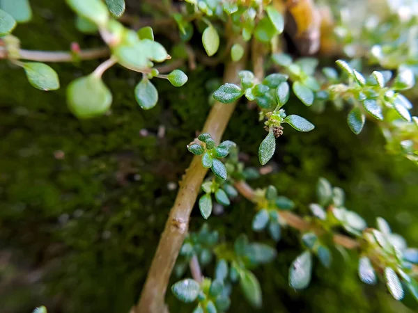 Leaved Gratiola Uma Espécie Planta Com Flor Pertencente Família Scrophulariaceae — Fotografia de Stock