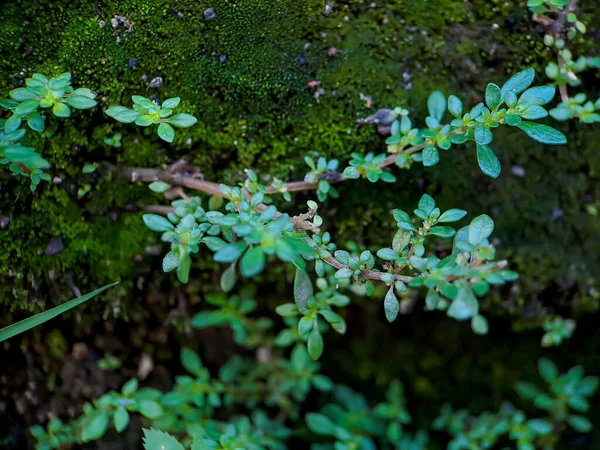 葉グラジオラ Leaved GratiolaまたはWater Hyssop アブラナ科の植物である それは多くの食物埋蔵量を持つ多肉植物であり 光沢があり または滑らかで毛のない忍び寄るハーブです — ストック写真