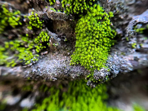 Liść Gratiola Lub Hizop Wodny Jest Rośliną Należącą Rodziny Scrophulariaceae — Zdjęcie stockowe