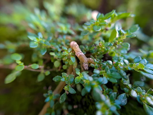 叶柄草 Leaved Gratiola或Water Hyssop 是一种属于科的植物 Scrophulaceae 它是一种肉质 有大量的食物储备 无毛或光滑无毛的爬行草本植物 — 图库照片