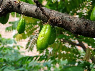 Bilimbi, Cucumber tree, Kamias Sorrel Tree, Tamarind Starfruit, Buloh Starfruit, Bimbiri on tree trunks clipart