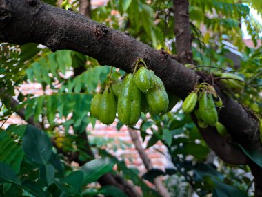 Bilimbi, salatalık, Kamias Sorrel Ağacı, Tamarind Starfruit, Buloh Starfruit, Ağaç gövdesinde Bimbiri