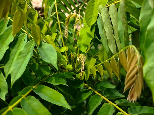 Bilimbi Árbol Pepino Árbol Acedera Kamias Tamarindo Starfruit Buloh Starfruit —  Fotos de Stock