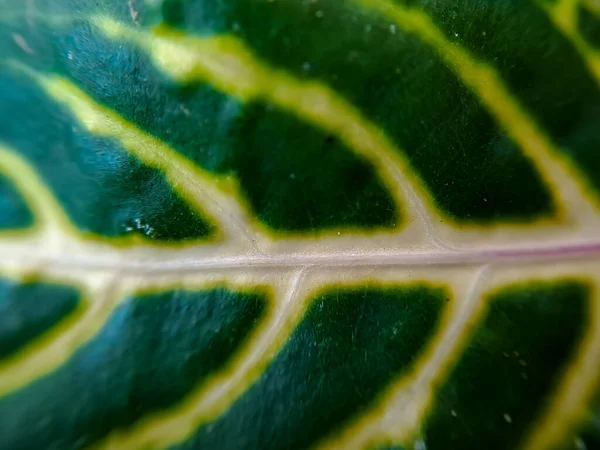 Texture Yellow Green Arum Lily Leaf Detail Showing Zantedeschia Venation — Stock Photo, Image