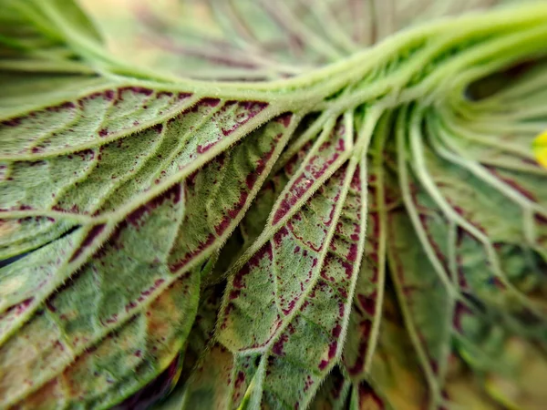 Savoy Lahana Yaprakları Parlak Yeşildirler Kırışık Organik Fiber Dokuyu Kapat — Stok fotoğraf