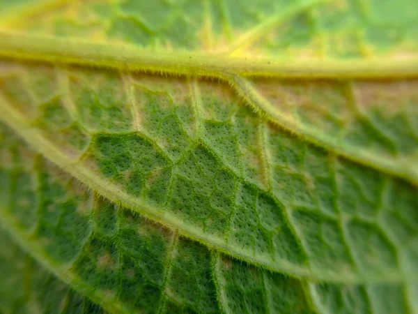 卷心菜叶是鲜绿色的 紧密起皱的有机纤维质感 适用于墙纸背景 — 图库照片